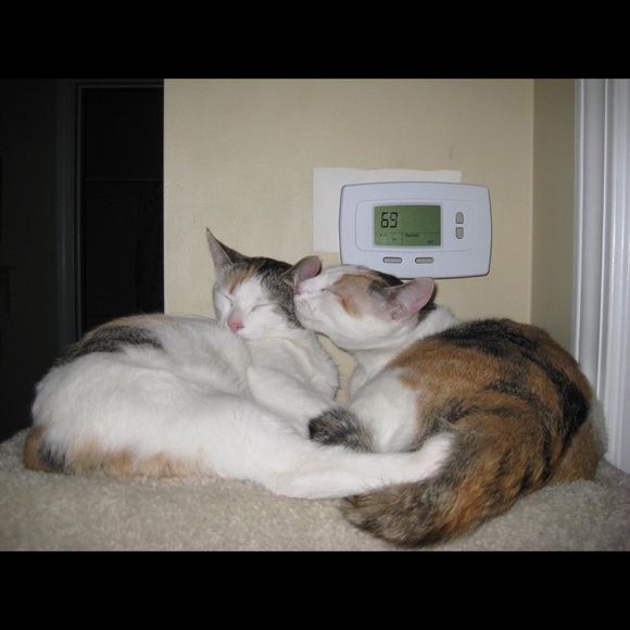 🐈 🐾 Hello! Welcome to come our human closet 🐈🐾 - Picture 8 of 13